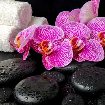 Spa setting of blooming twig of stripped violet orchid Stock Photos