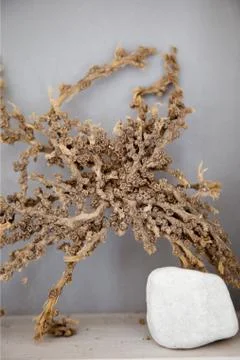 Spa setting on grey background Stock Photos