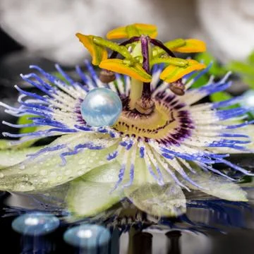 Spa setting of passiflora flower, branch fern, stacked towels, zen basalt s.. 写真素材
