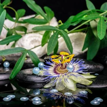 Spa setting of passiflora flower, branches, towels, zen basalt stones with dr Fotos Stock