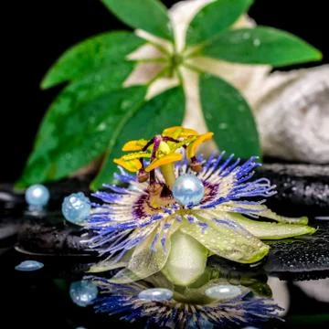 Spa setting of passiflora flower, stacked white towels, leaf shefler, zen sto 스톡 사진