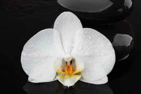 Spa tranquil scene concept with balancing pebble stones and white flower orch Stock Photos