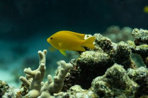 SPA06749 Stock Photos