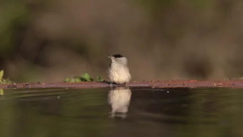 SPA2025 0012 Stock Footage 297947062