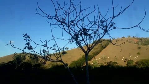 Space Invaders Concept: Environmental Impact. Cows Grazing On The Hill On Sunset Video stock 156479445