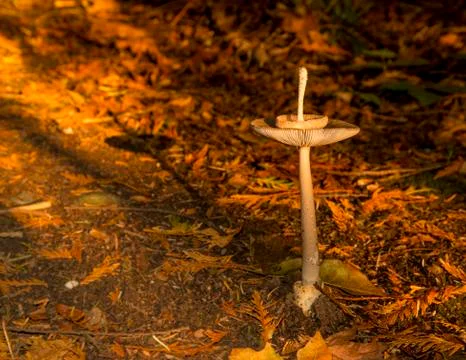 Space Needle Mushrooms Foto stock