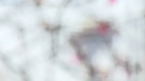 SPACE NEEDLE THRU BRANCHES 動画素材 10991809