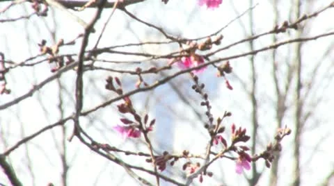 SPACE NEEDLE THRU BRANCHES 動画素材 10991929