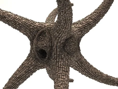 3D Octopus Models ~ Download a Octopus 3D Model