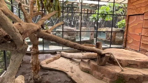 A spacious animal enclosure featuring natural elements and a tranquil Stock Footage 330264992