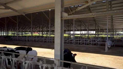 Spacious dairy farm barn interior with cattle stalls Stock Footage 340519791