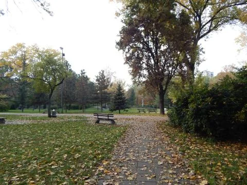 Spacious empty city park covered with autumn leaves Stock Photos