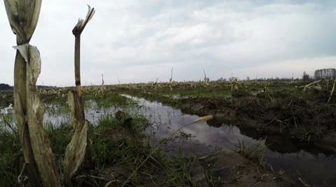 Spacious Field Stock-Footage 36768742