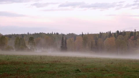 Spacious Forest Glade. Thick Fog Spreads across Earth. Shroud Trees. Timelapse Stock Footage 147349710