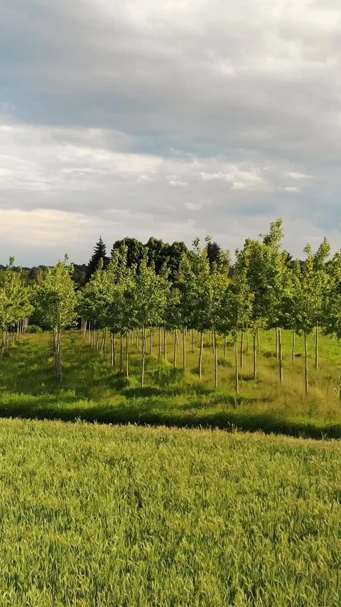 Spacious green field with rows of young trees on hill under overcast sky with Stock Footage 314325102