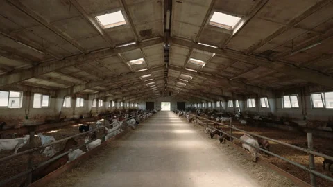 Spacious old farm with white milk goats Video stock 157538545