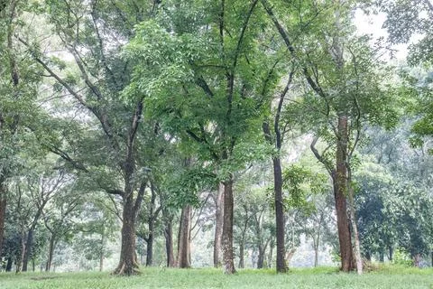Spacious park forest with aligned trees and green grass. Stock Photos