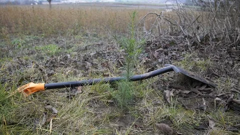 Spade behind a newly planted tree / douglas fir Stock Footage 121722416