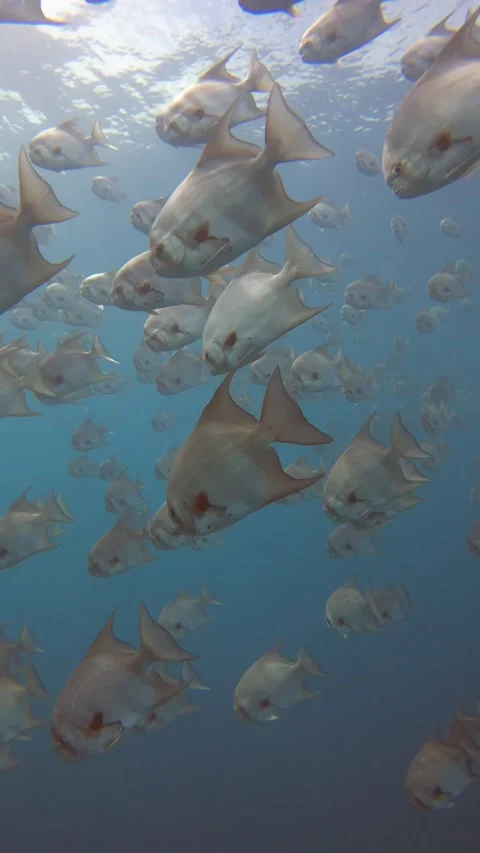 Spade fish  vertical footage 库存影片 221376220