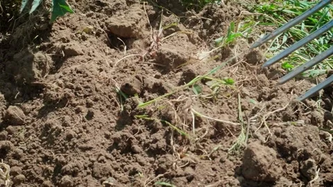  Spade fork moving some soft soil. Agriculture concept. Tilling soil. Slow motio Stock Footage 153059038
