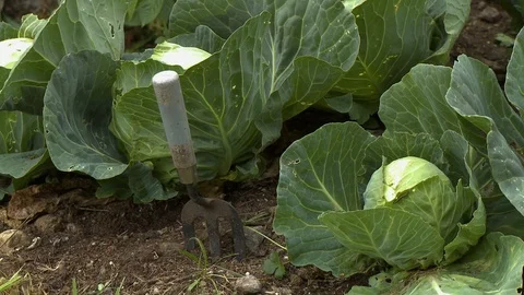 A spade in the ground by cauliflower plants Stock Footage 118997974