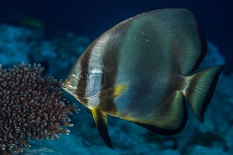 Spadefish, Batfish - Ephippidae Stock Photos