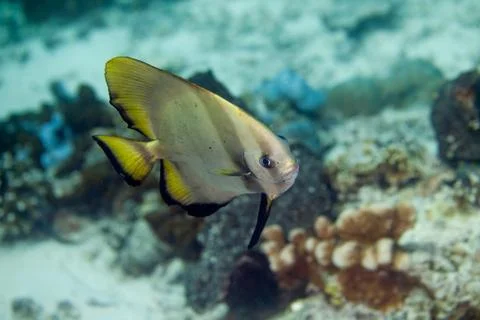 Spadefish, Batfish - Ephippidae Stock-Fotos