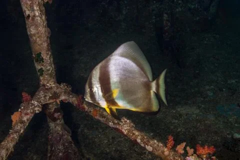 Spadefish, Batfish - Ephippidae 스톡 사진