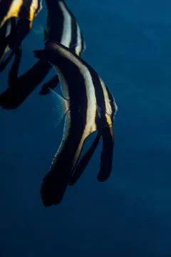 Spadefish, Batfish - Ephippidae Stock Photos