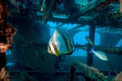 Spadefish, Batfish - Ephippidae Foto stock