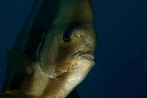 Spadefish, Batfish - Ephippidae Stock Photos