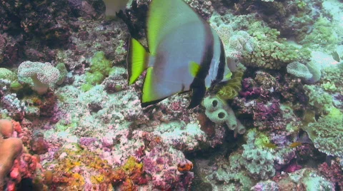 Spadefish Stock Footage 350394