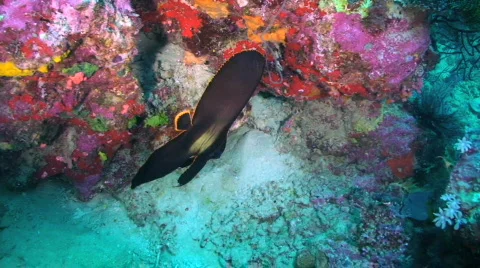 Spadefish Stock Footage 352108