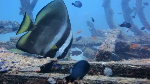 Spadefish Foraging on a Shipwreck in Clear Blue Water Stock Footage 346568622