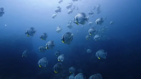 SpadeFish || Large school of fish Stock Footage 149964787