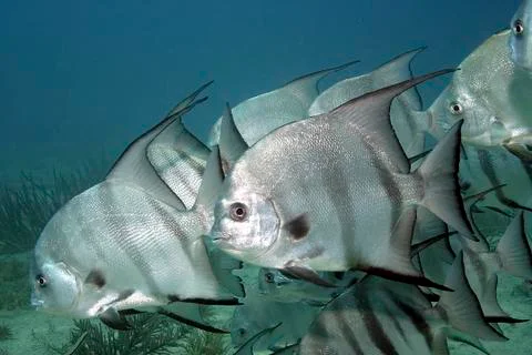 Spadefish Stock Photos