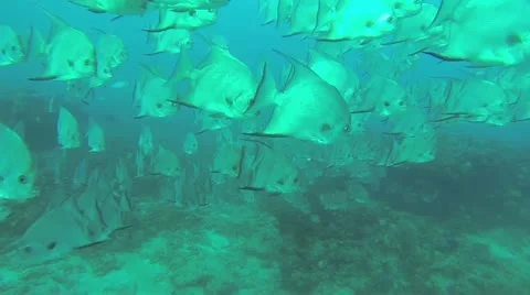Spadefish School Underwater Stock Footage 21165316