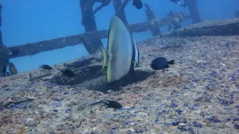 Spadefish Swimming Over Shipwreck Stock Footage 346568624