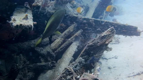 Spadefish Swims Around Shipwreck with Reef Fish Stock Footage 346568600
