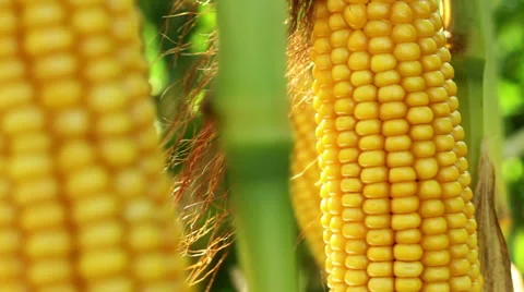 Spadices of sweet corn Stock Footage 61672611