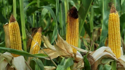 Spadices of sweet corn 库存影片 61672637