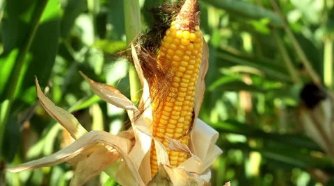 Spadix of sweet corn 库存影片 61672576