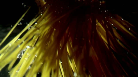 Spaghetti Falling into Water Vidéo 51632339
