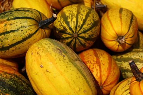 Spaghetti squash decoration Stock Photos