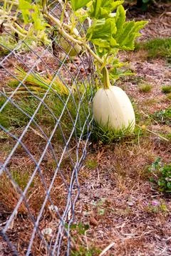 Spaghetti squash Stock Photos