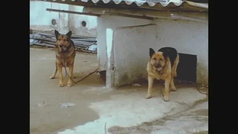 Spain 1973, Dogs chained Stock Footage 158931879