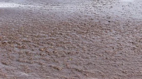 Spain - algae Видео 21269736
