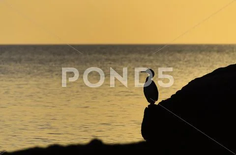 Spain, Balearic Islands, Menorca, European Shag, Phalacrocorax aristotelis, Stock Photos
