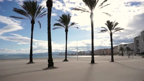 Spain beach with palms Video stock 166104952