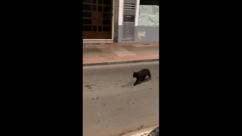 Spain: Black cat chases a mouse across the street in Almeria, Spain Stock Footage 326280578